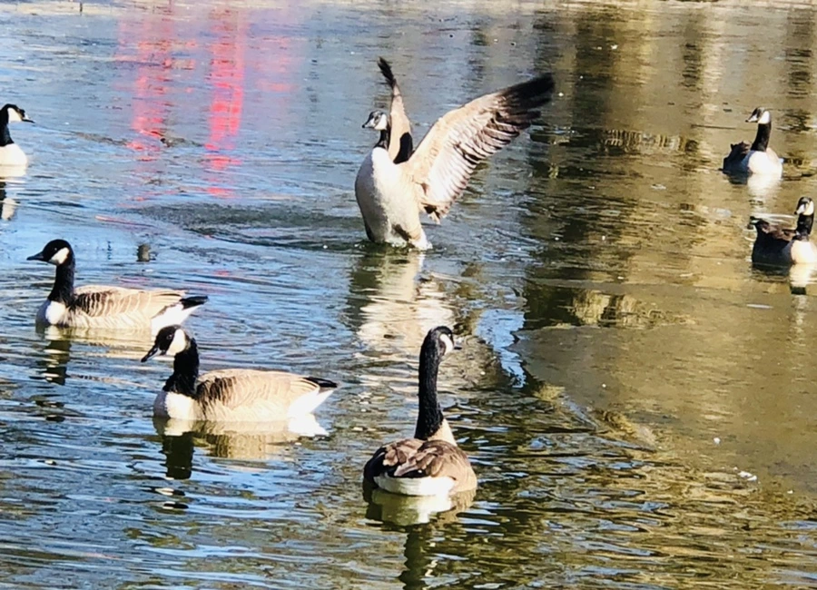 IMG_7773.jpg?type=w966