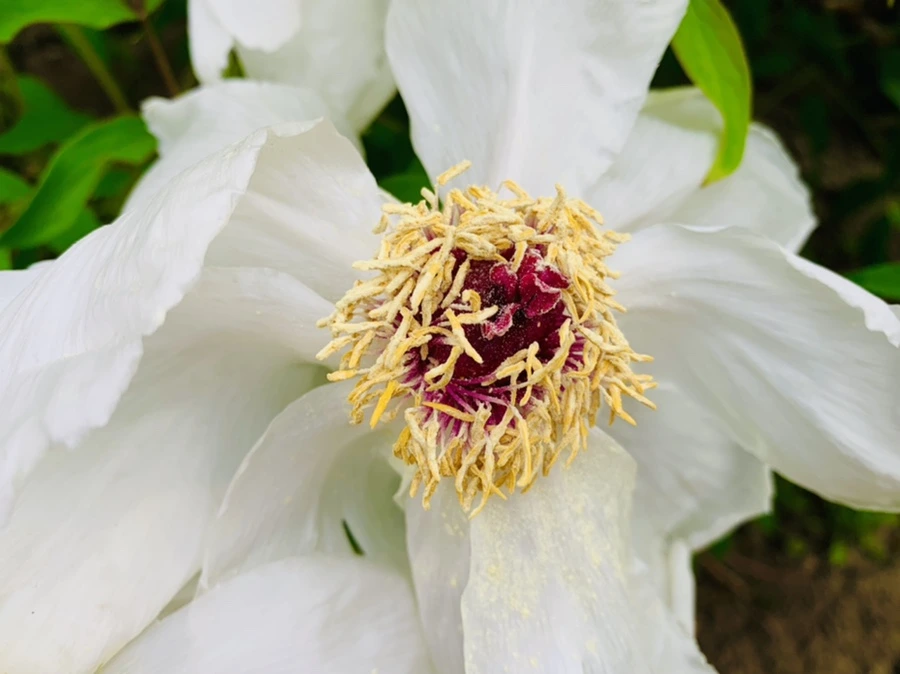 IMG_8948.jpg?type=w966