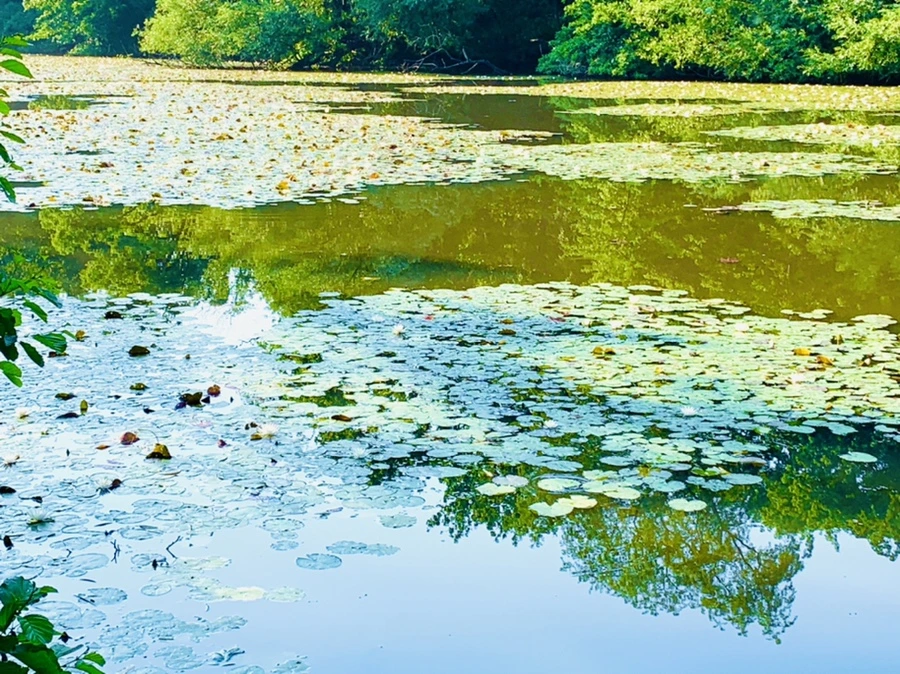 IMG_2010.jpg?type=w966