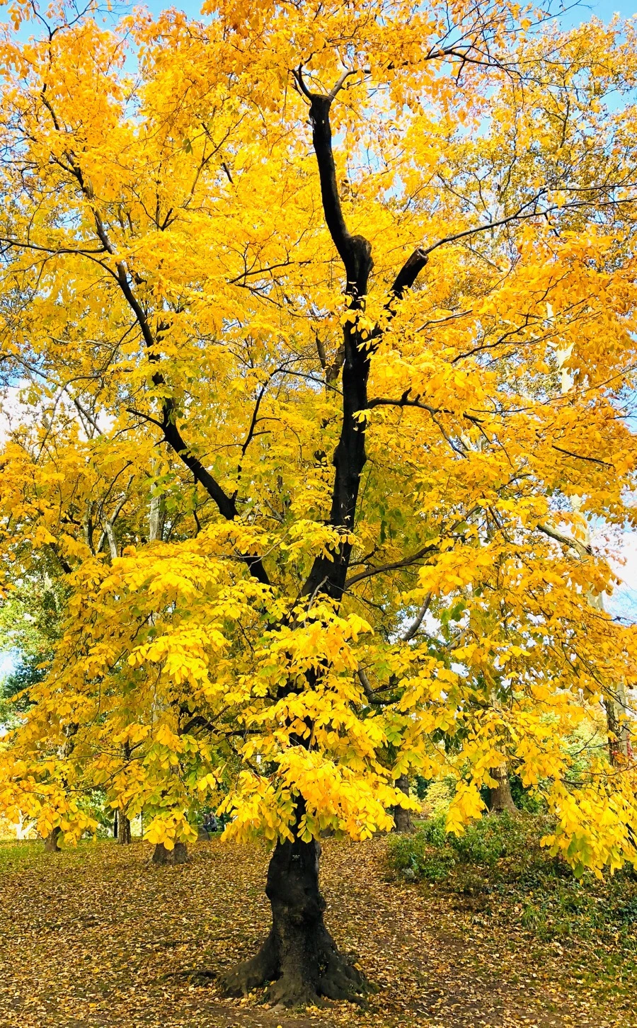 IMG_7323.jpg?type=w966