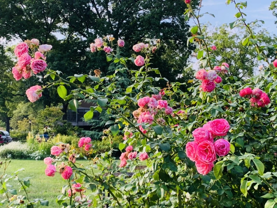 IMG_1230.jpg?type=w966