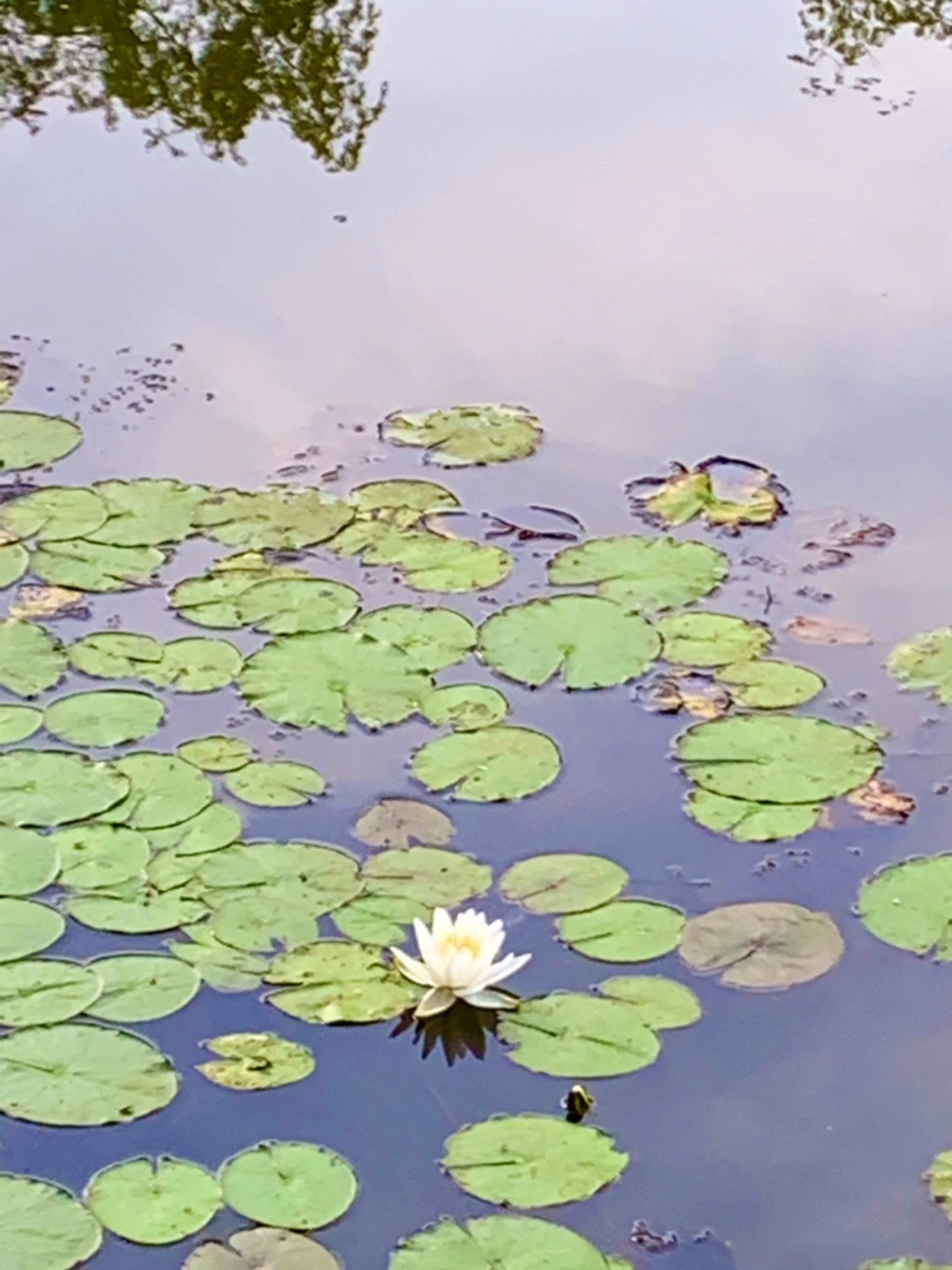 IMG_1857.jpg?type=w966