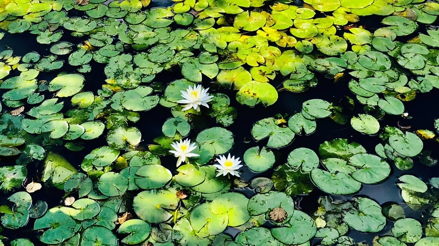 IMG_9888.jpg?type=w966