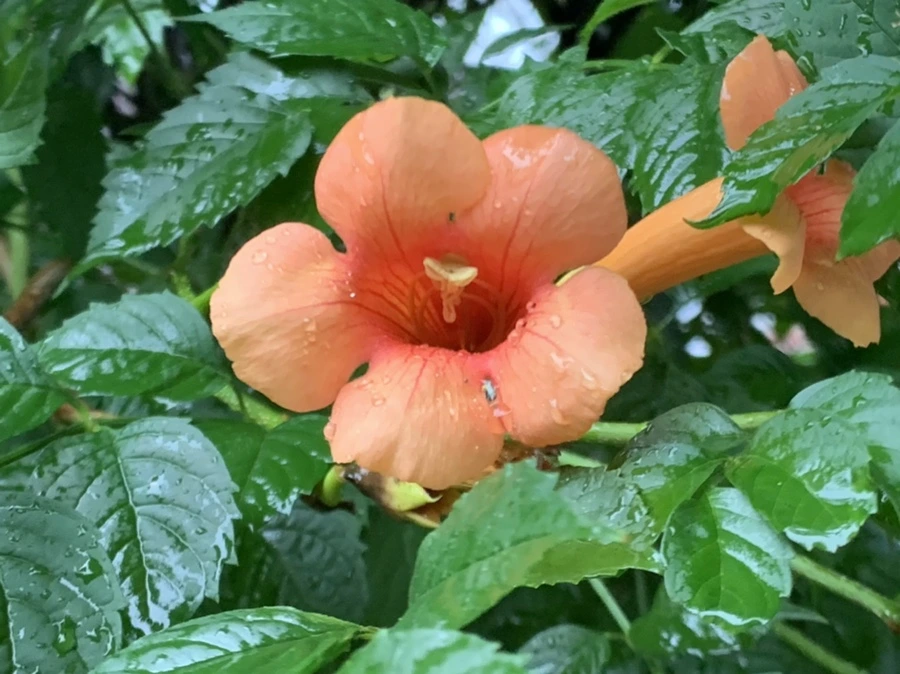 IMG_3834.jpg?type=w966