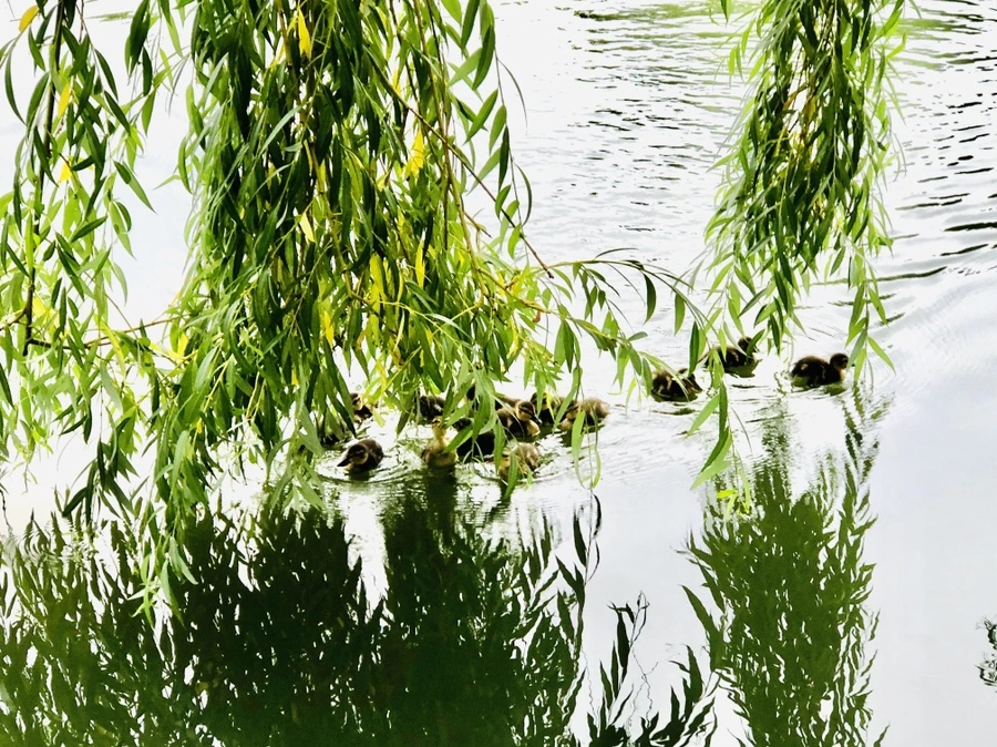 IMG_0840.jpg?type=w966