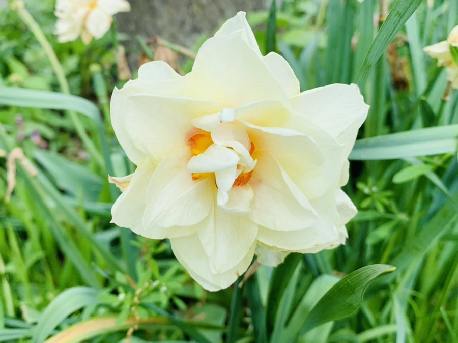 IMG_1276.jpg?type=w966