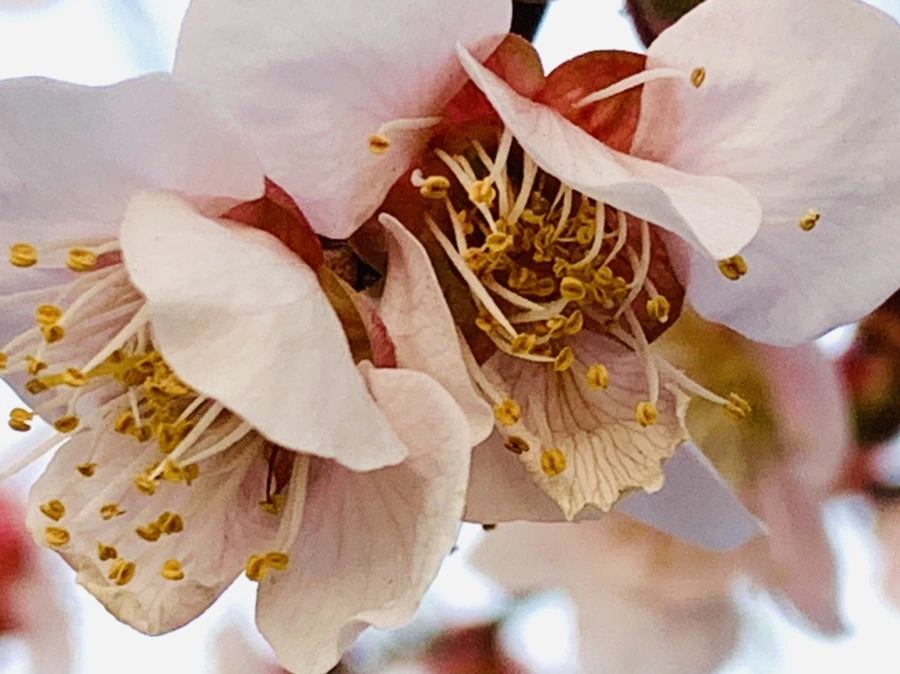 IMG_2862.jpg?type=w966