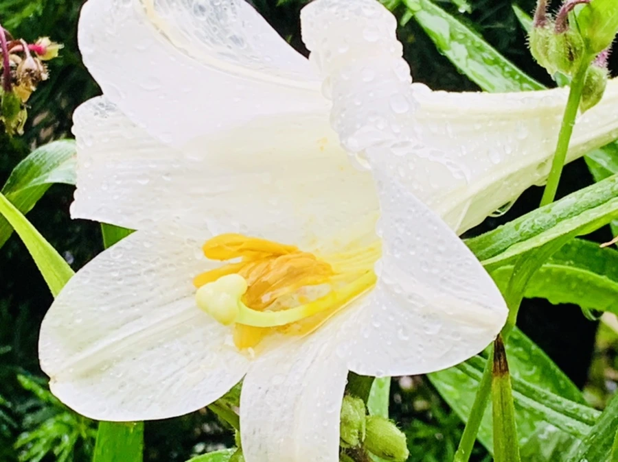 IMG_0138.jpg?type=w966