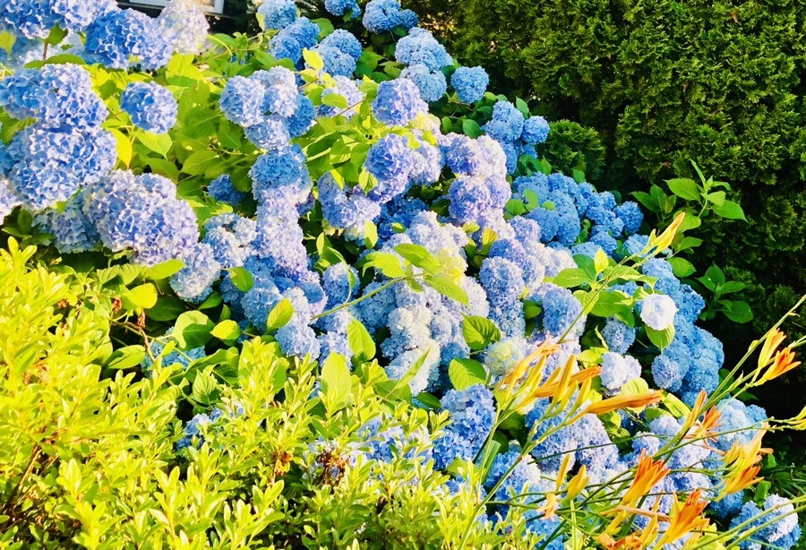 IMG_0675.jpg?type=w966