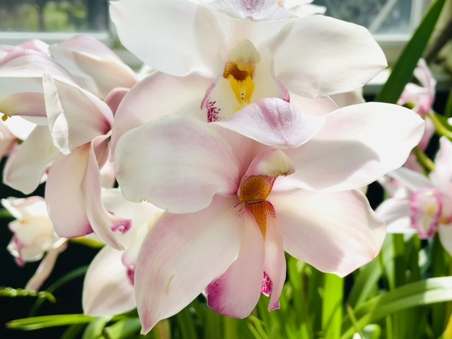 IMG_6423.jpg?type=w966