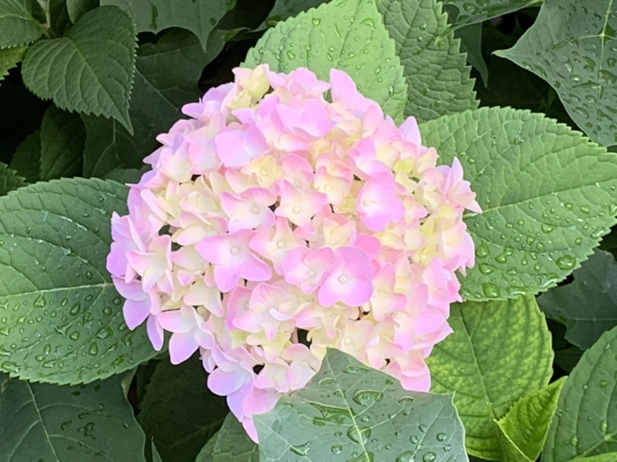 IMG_5973.jpg?type=w966