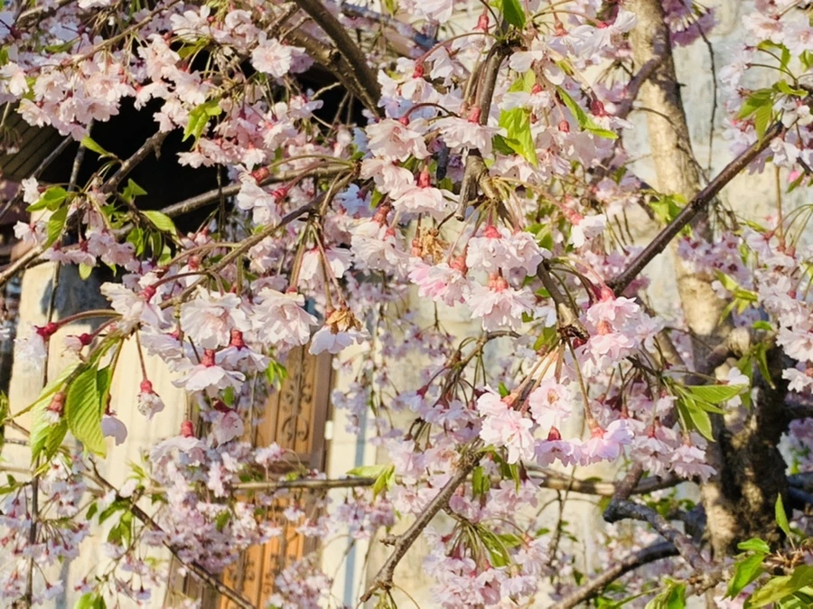 IMG_4986.jpg?type=w966