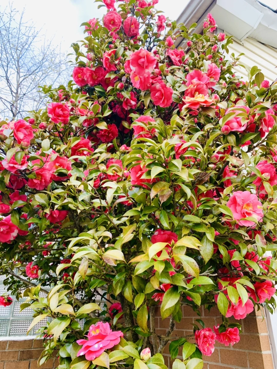 IMG_2925.jpg?type=w966