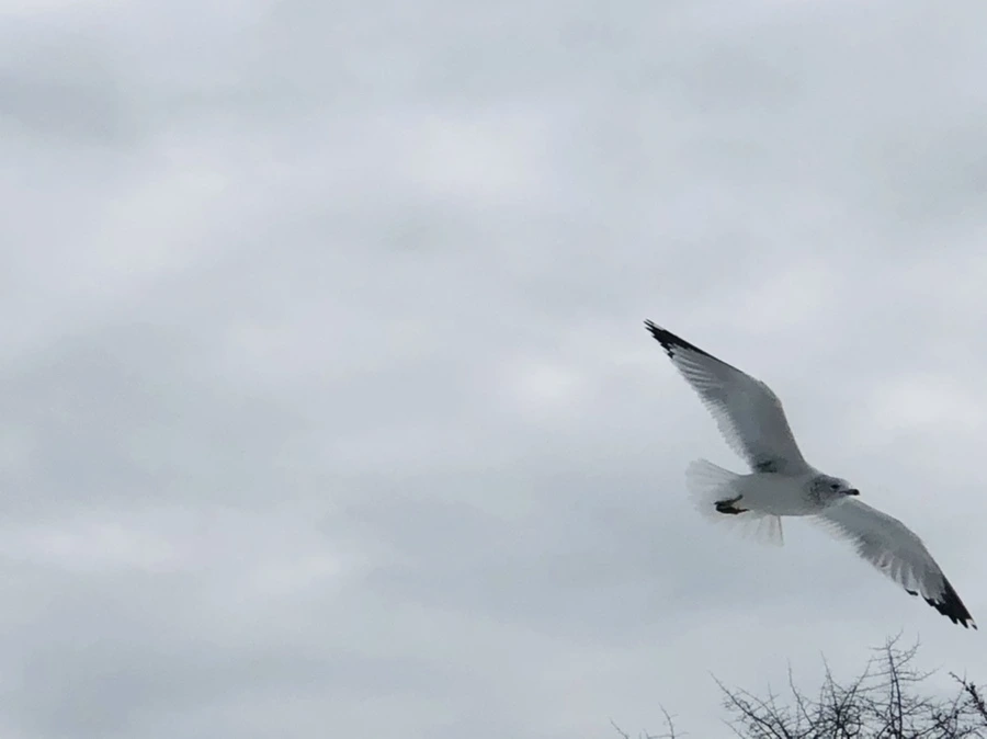 IMG_2489.jpg?type=w966