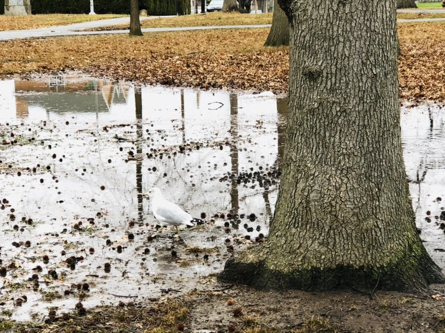 IMG_9385.jpg?type=w966