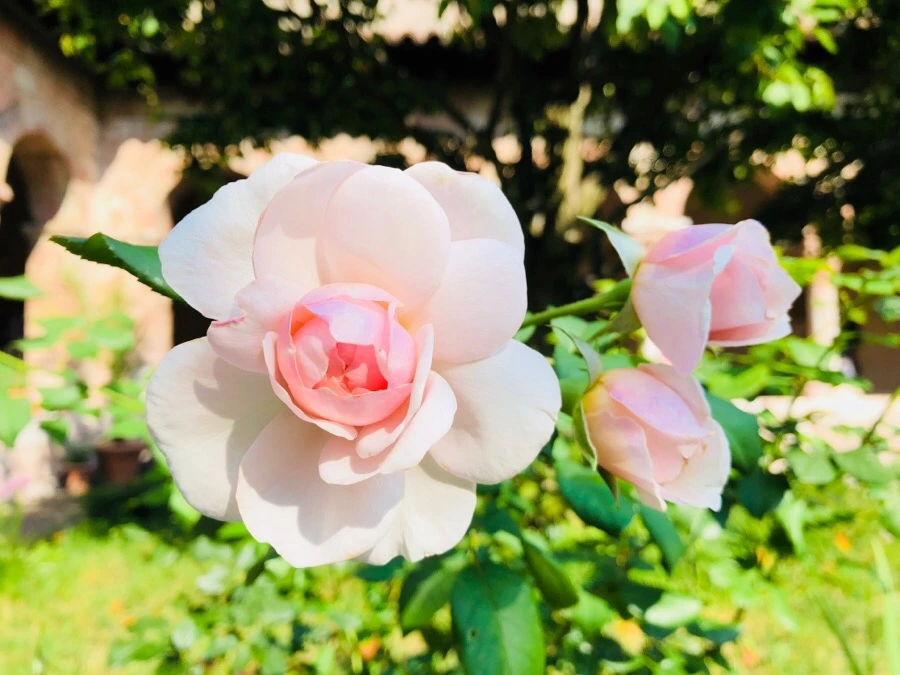 IMG_0651.jpg?type=w966