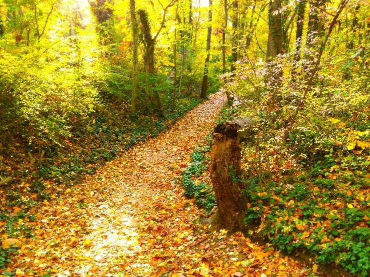 IMG_5037.JPG?type=w1