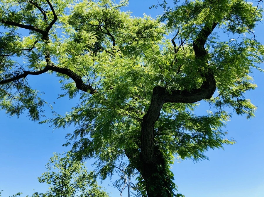 IMG_8558.jpg?type=w966