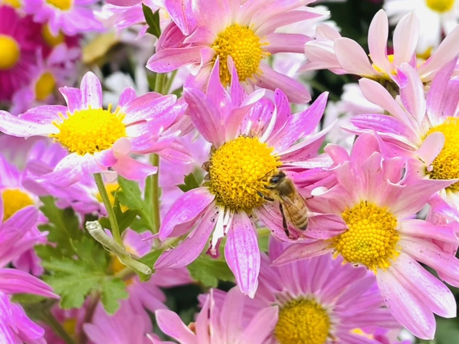 IMG_0324.jpg?type=w966