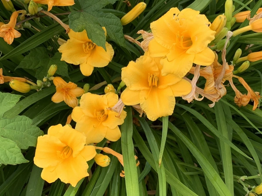 IMG_5538.jpg?type=w966