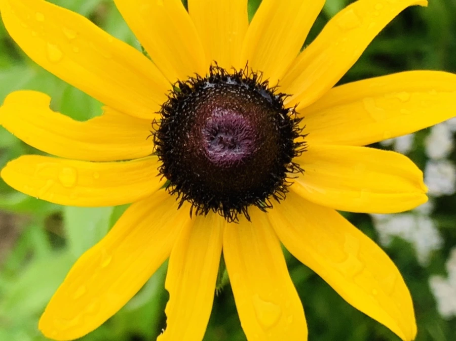 IMG_6858.jpg?type=w966