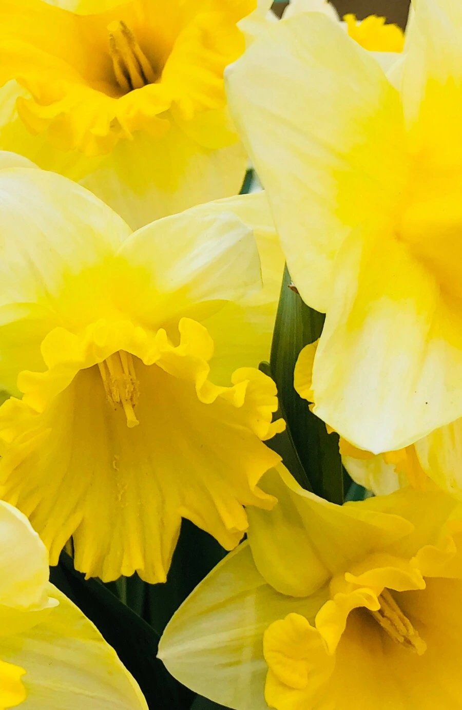 IMG_4377.jpg?type=w966