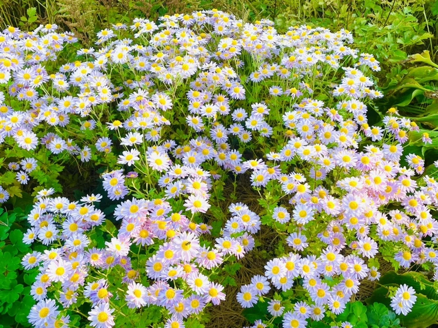 IMG_1756.jpg?type=w966