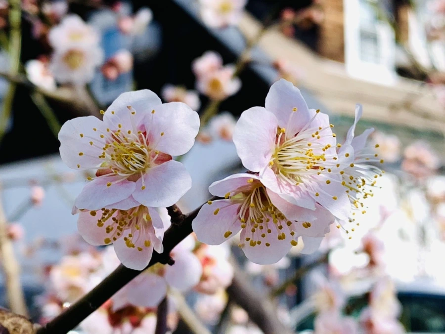 IMG_0987.jpg?type=w966