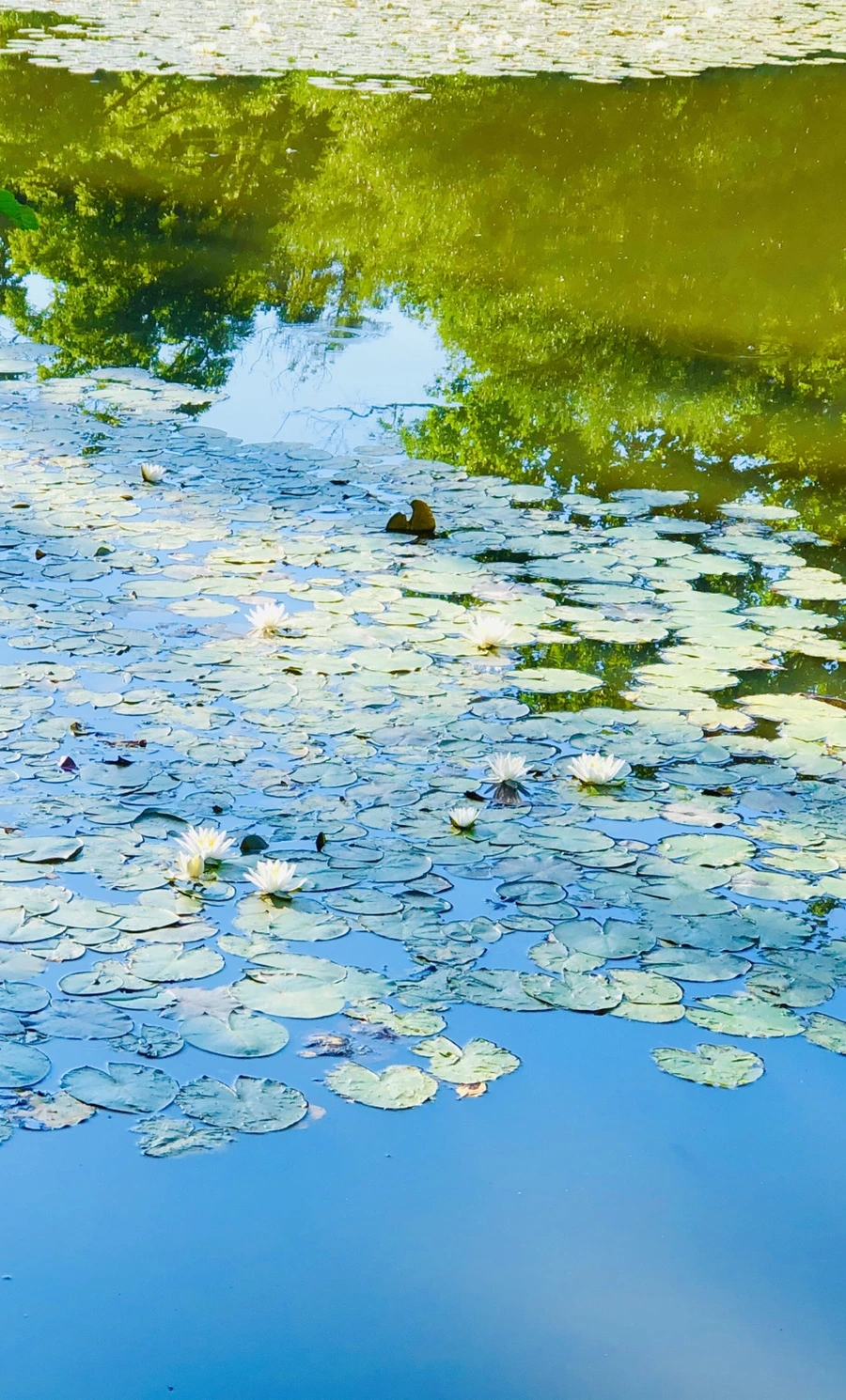 IMG_3901.jpg?type=w966