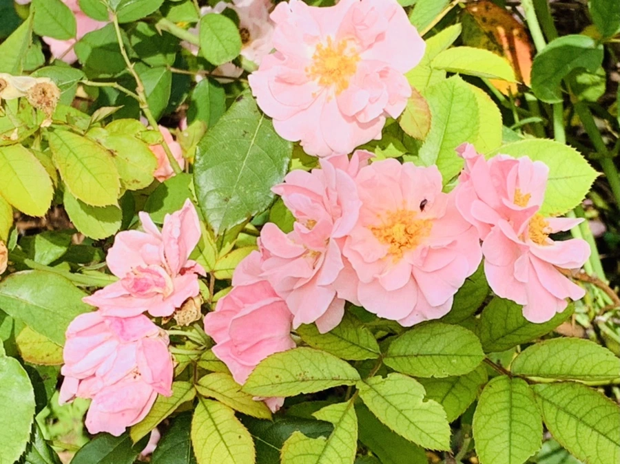 IMG_0545.jpg?type=w966