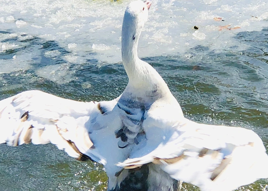 IMG_5404.jpg?type=w966