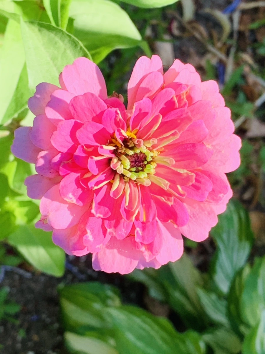 IMG_8726.jpg?type=w966