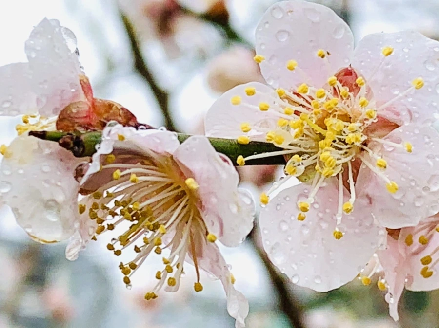 IMG_1941.jpg?type=w966