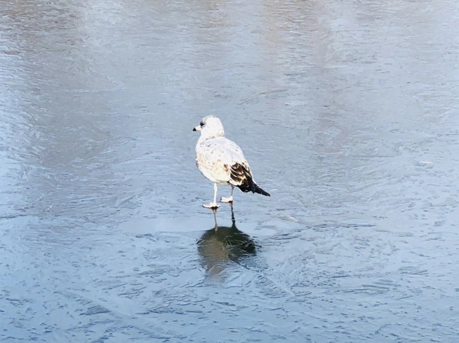 IMG_8474.jpg?type=w966