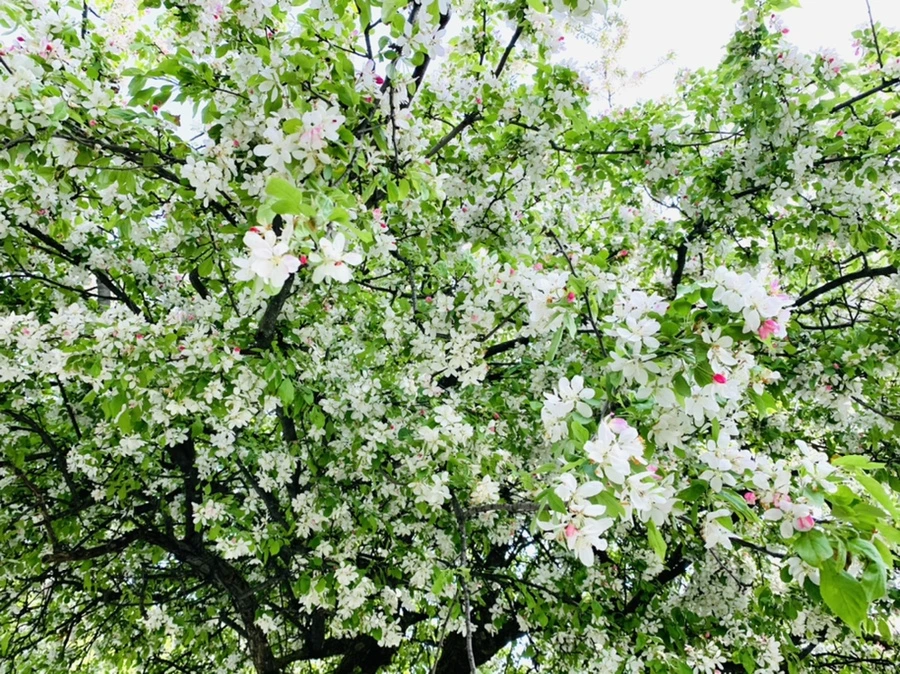 IMG_7051.jpg?type=w966