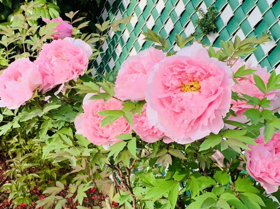 IMG_9100.jpg?type=w966