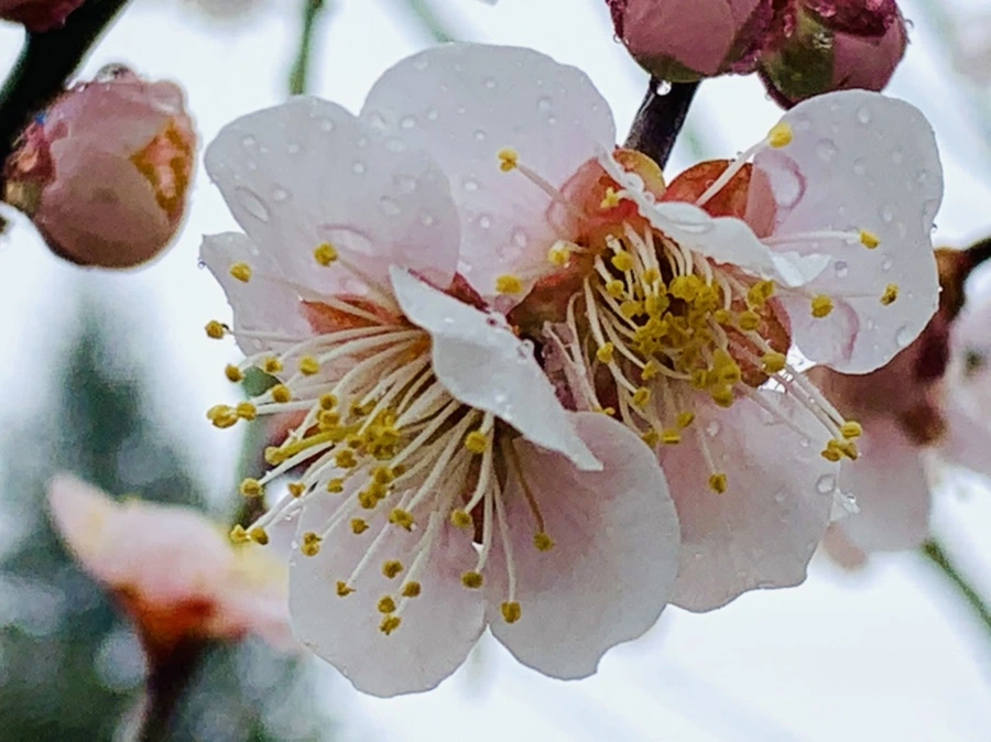 IMG_1888.jpg?type=w966