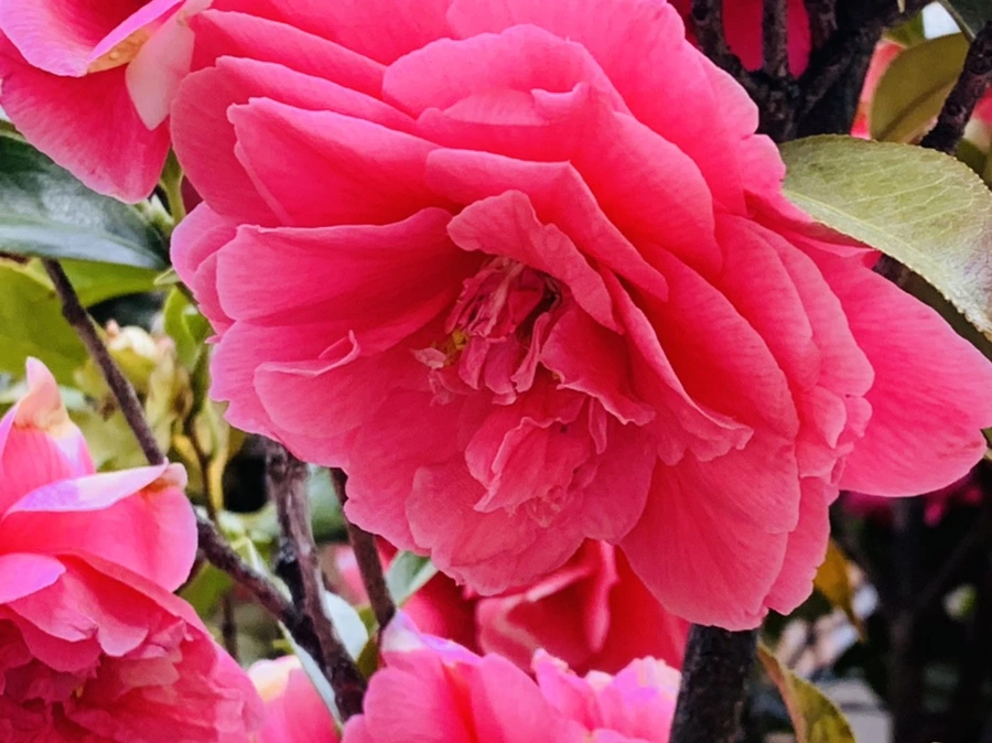 IMG_7792.jpg?type=w966