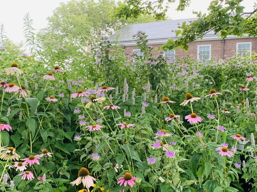 IMG_6825.jpg?type=w966