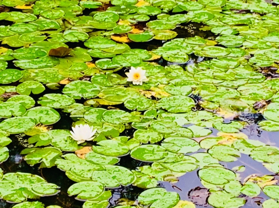 IMG_8354.jpg?type=w966