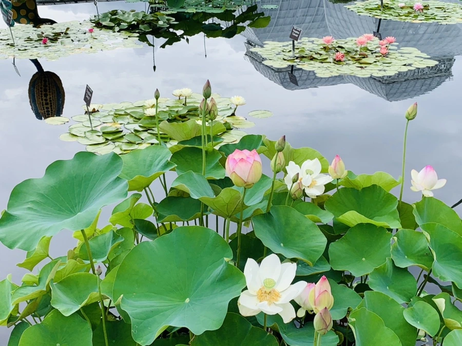 IMG_9338.jpg?type=w966