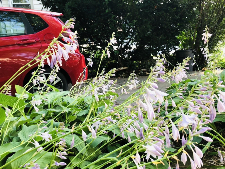 IMG_1866.jpg?type=w966