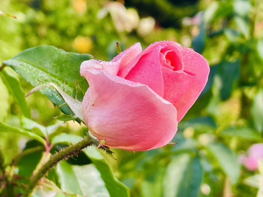 IMG_0998.jpg?type=w966