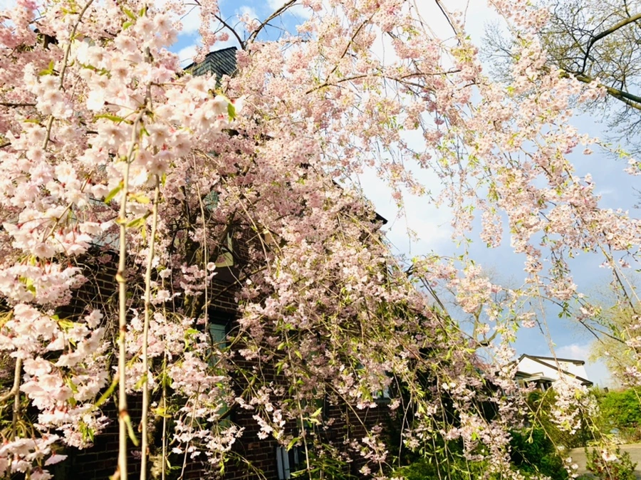 IMG_3798.jpg?type=w966