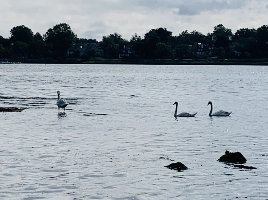 IMG_3223.jpg?type=w966