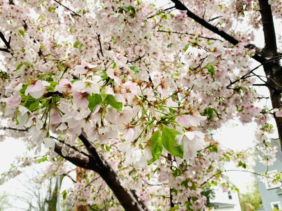 IMG_2270.jpg?type=w966