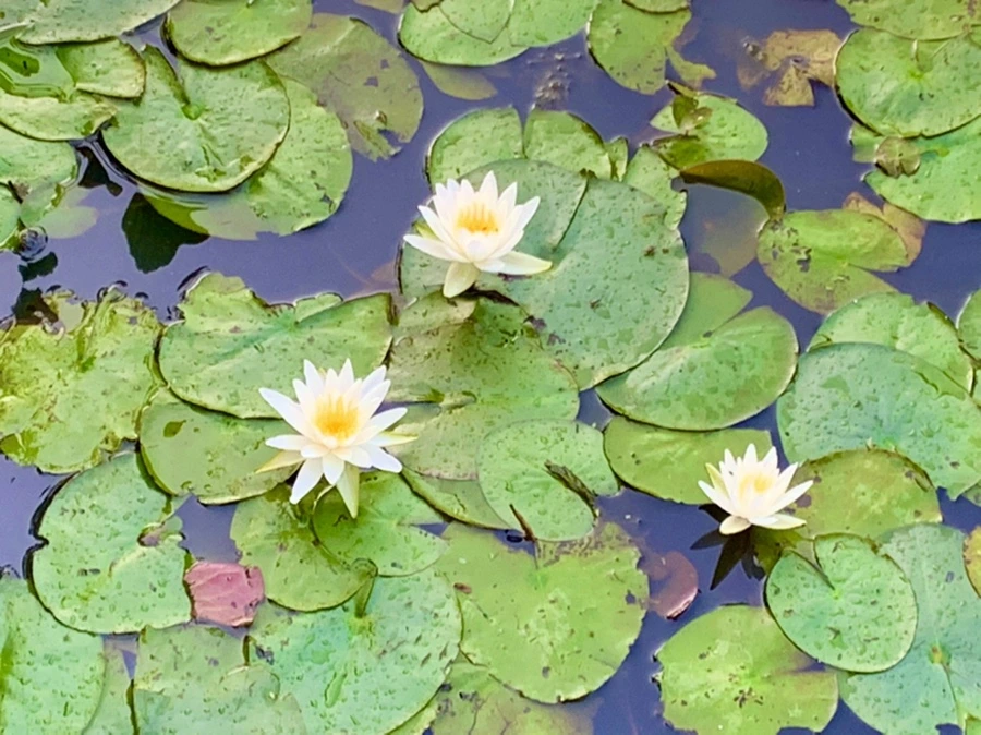 IMG_0777.jpg?type=w966