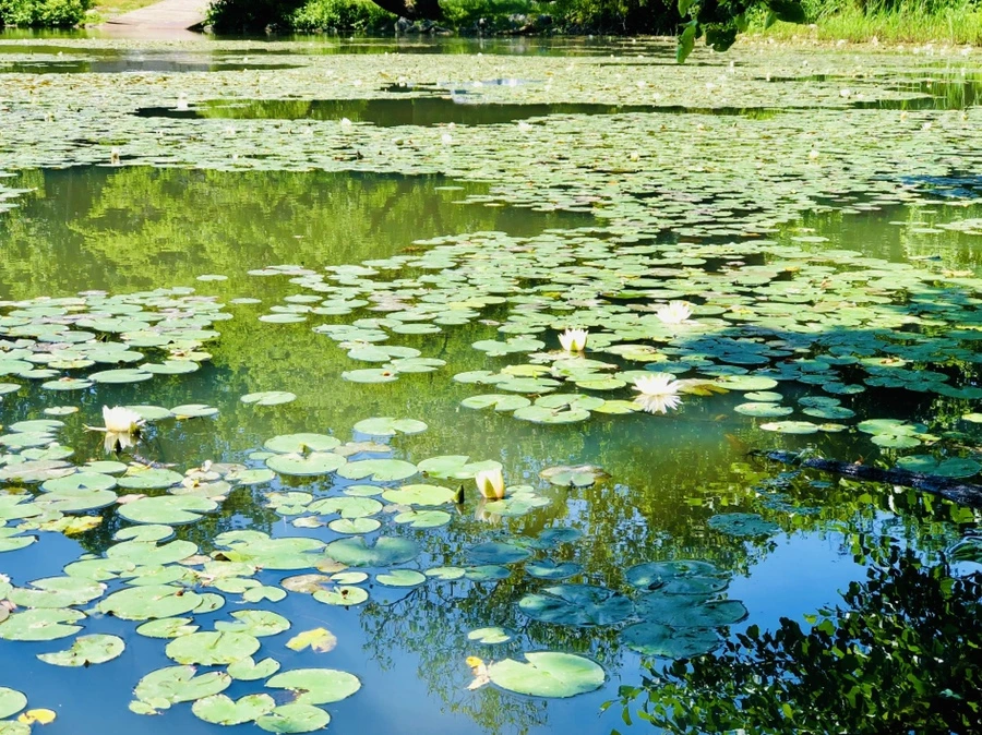 IMG_9729.jpg?type=w966