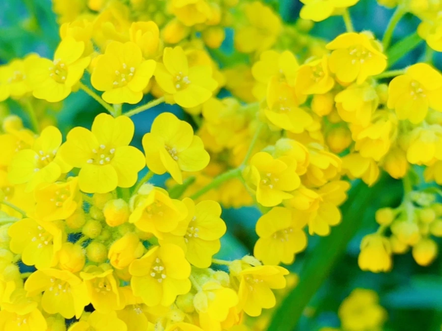 IMG_4164.jpg?type=w966