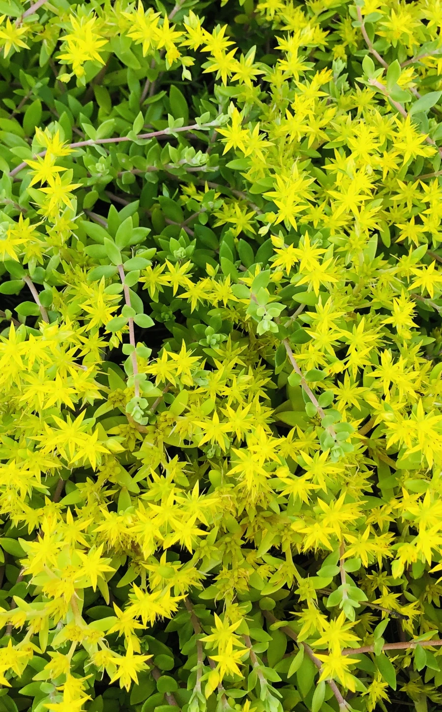 IMG_8626.jpg?type=w966